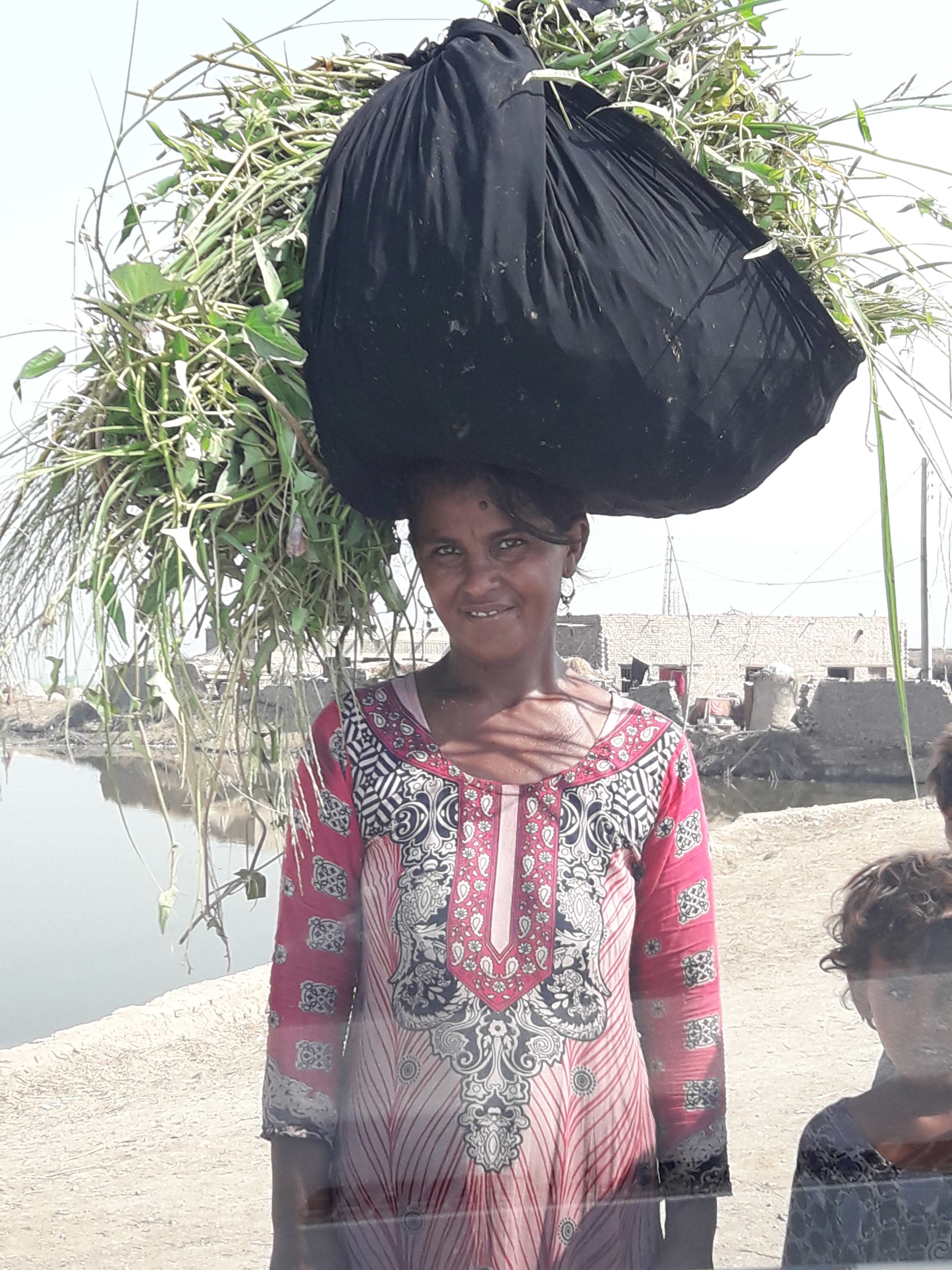 Women do the farming work in many villages around Sindh