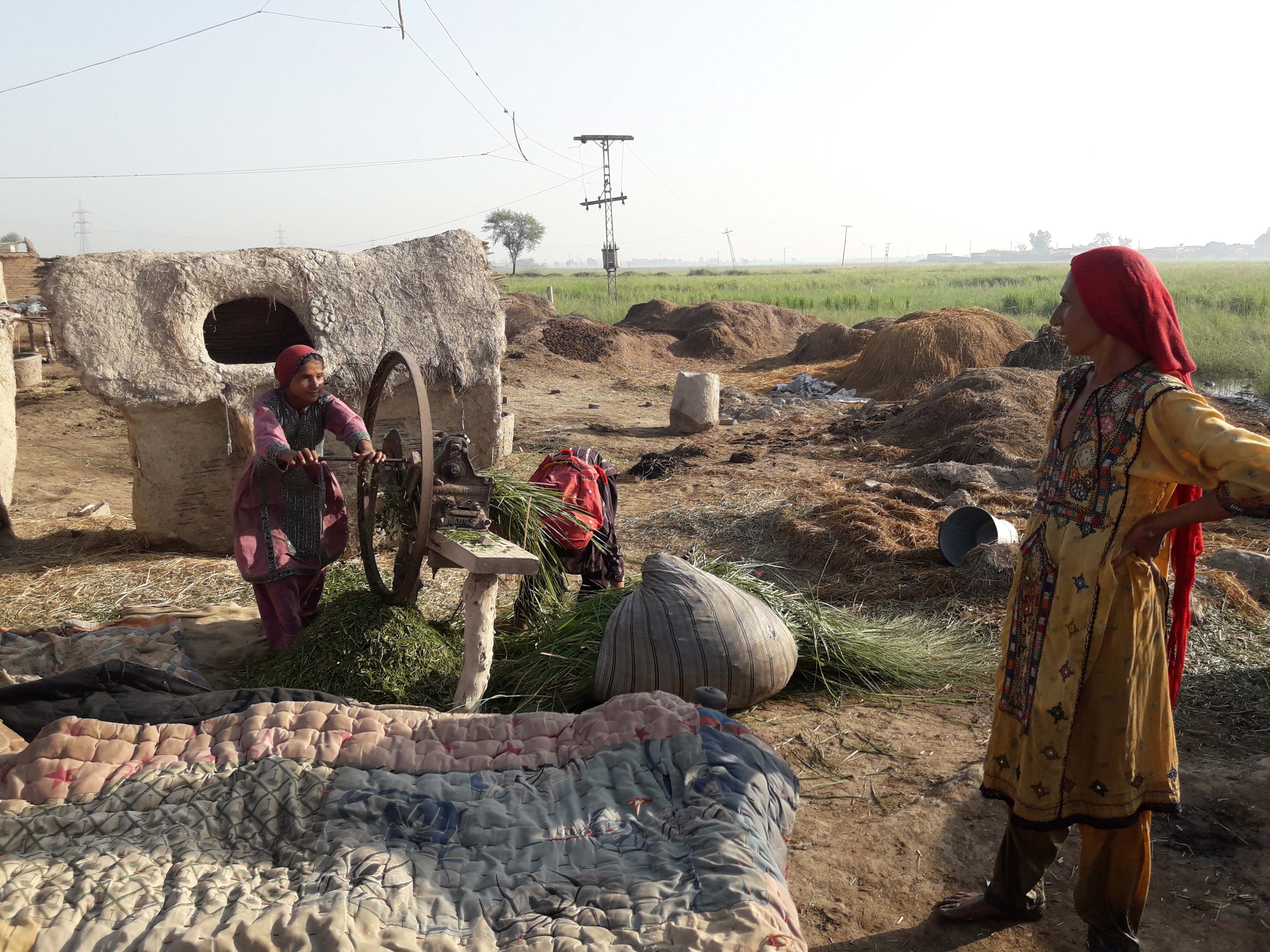 Women prepare fodder for their livestock